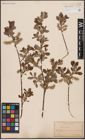 Foto von Salix aurita L.